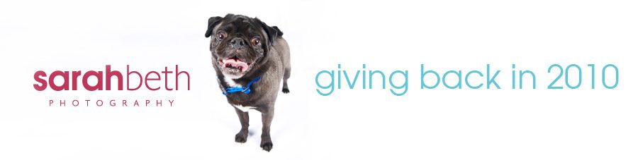givingbackin2010 giving back | february | greyhound pets of america