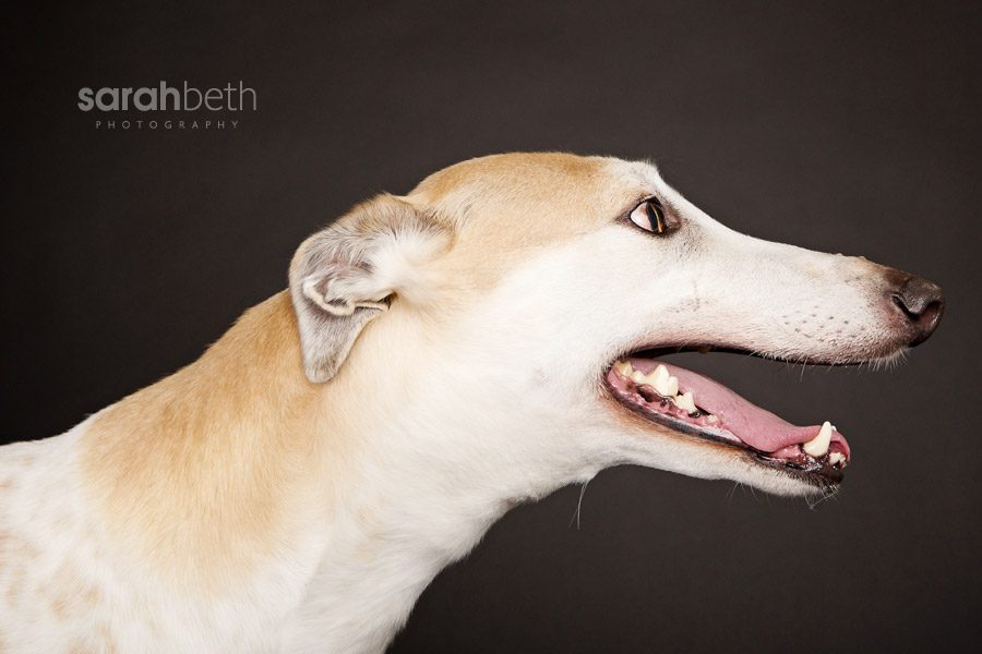 gpa giving back | february | greyhound pets of america
