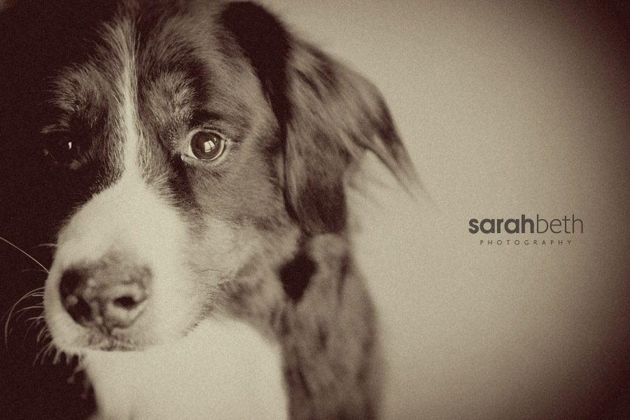 griffin griffin griffin + mika | minneapolis pet photography
