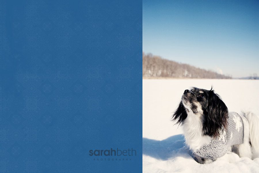 pixie3 pixie3 pixie round two | minneapolis dog photography