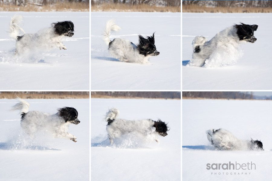 pixie4 pixie4 pixie round two | minneapolis dog photography