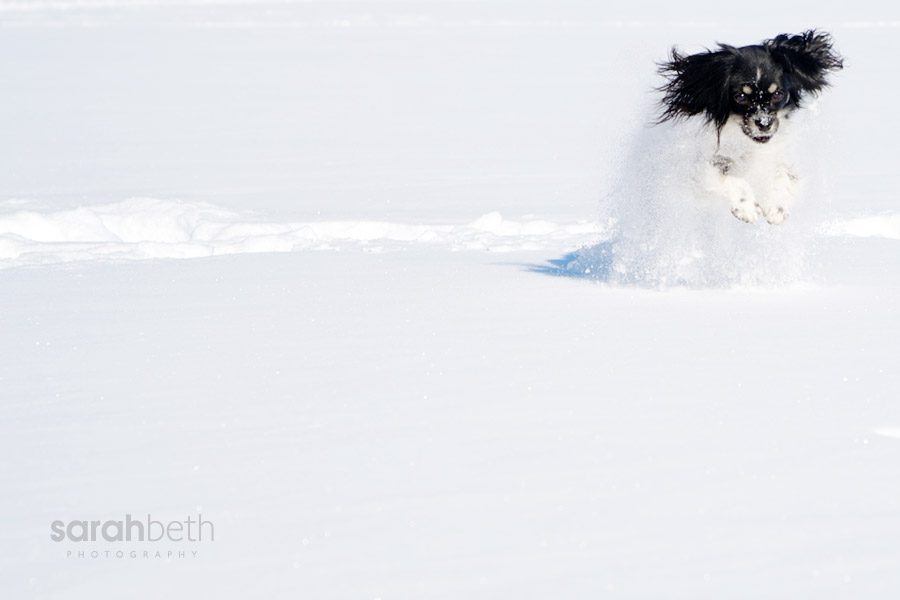 pixie5 pixie5 pixie round two | minneapolis dog photography