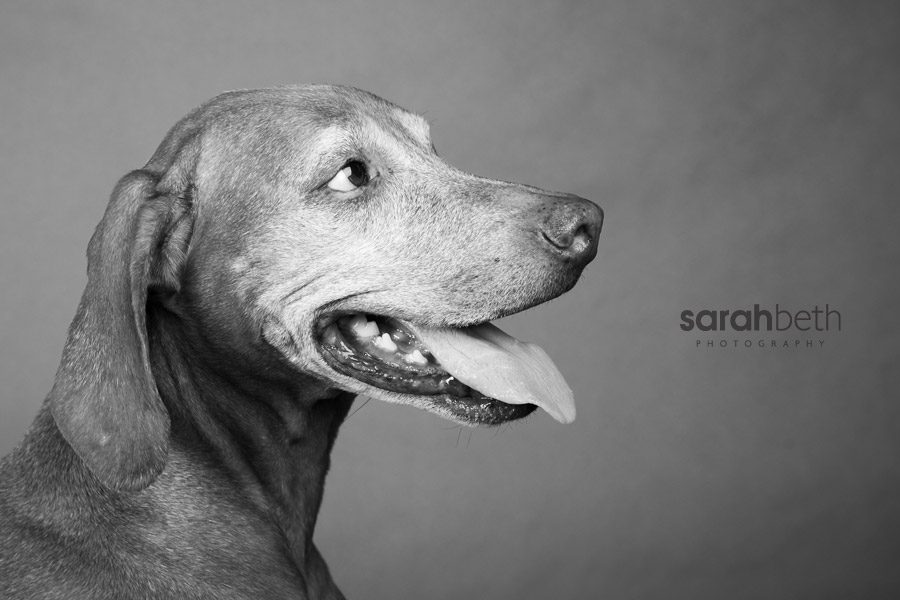 jasperzooey6 jasper + zooey :: vizsla photography
