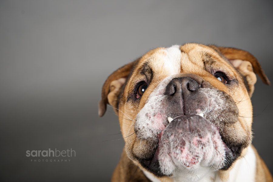 kirby2 kirby :: minneapolis bulldog photographer