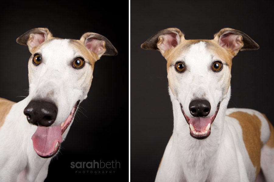 lovey4 lovey :: greyhound