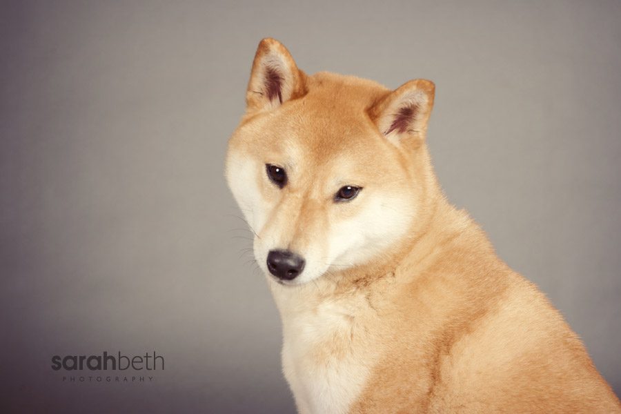 morrison morrison morrison + xerxes :: minneapolis dog photographer
