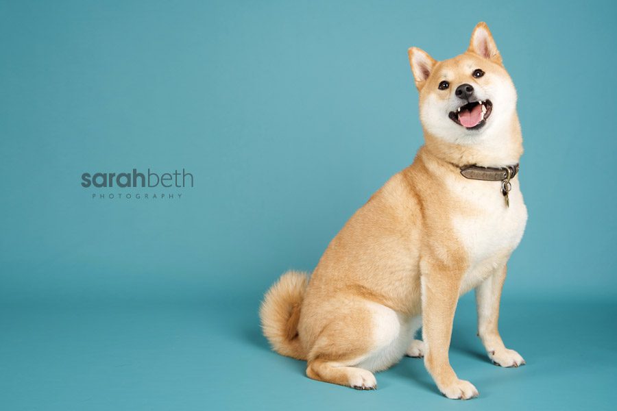 morrison2 morrison2 morrison + xerxes :: minneapolis dog photographer