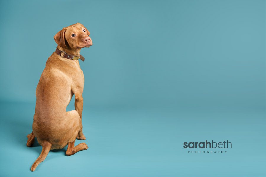 xerk xerk morrison + xerxes :: minneapolis dog photographer