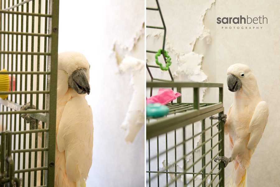 maars maars maars :: april rescue of the month