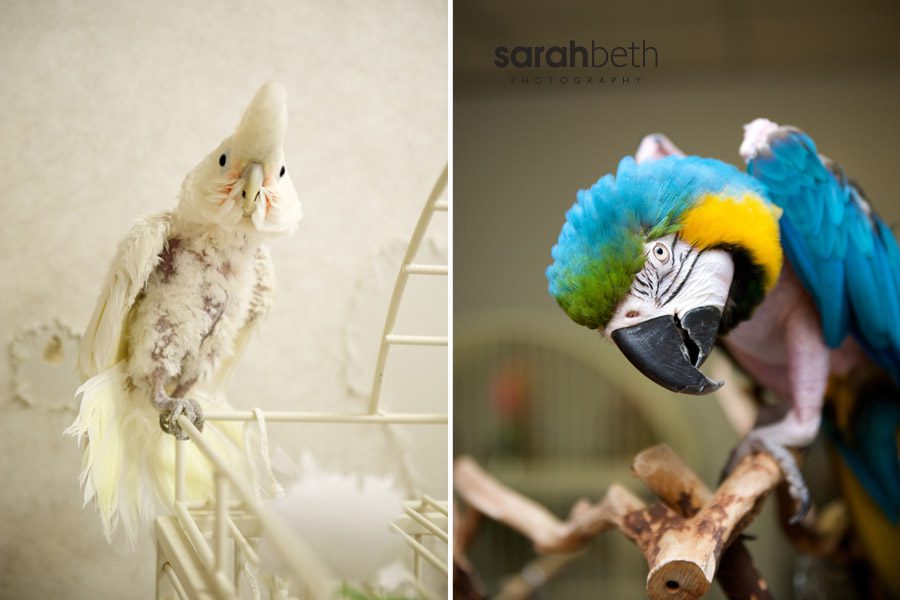 maars2 maars2 maars :: april rescue of the month