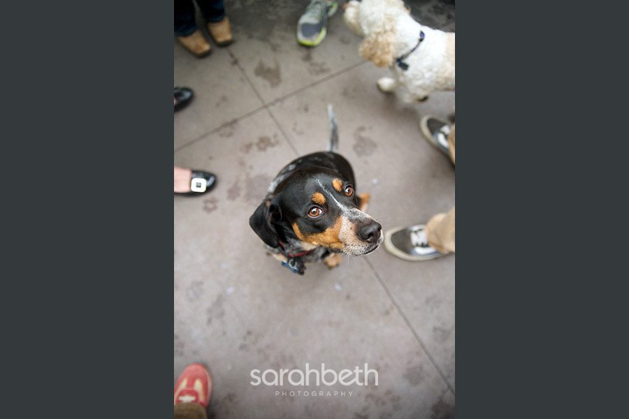 bwybapril243 bwybapril243 minneapolis dog friendly events!