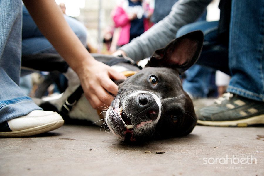 bwybapril245 bwybapril245 minneapolis dog friendly events!