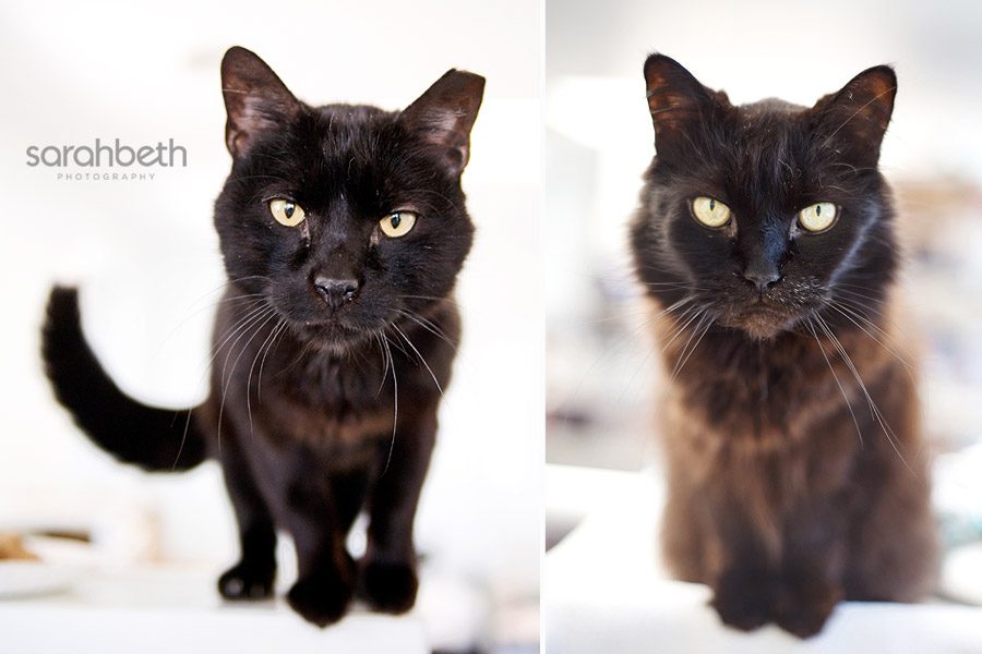 hfl may rescue of the month :: home for life