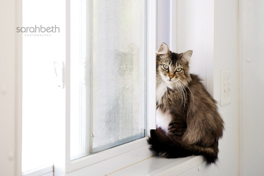hfl4 may rescue of the month :: home for life