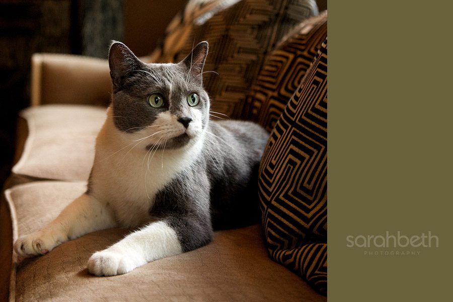 lake lake cats + pugs :: minneapolis pet photography