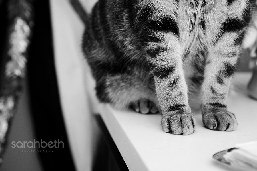 lake2 lake2 cats + pugs :: minneapolis pet photography