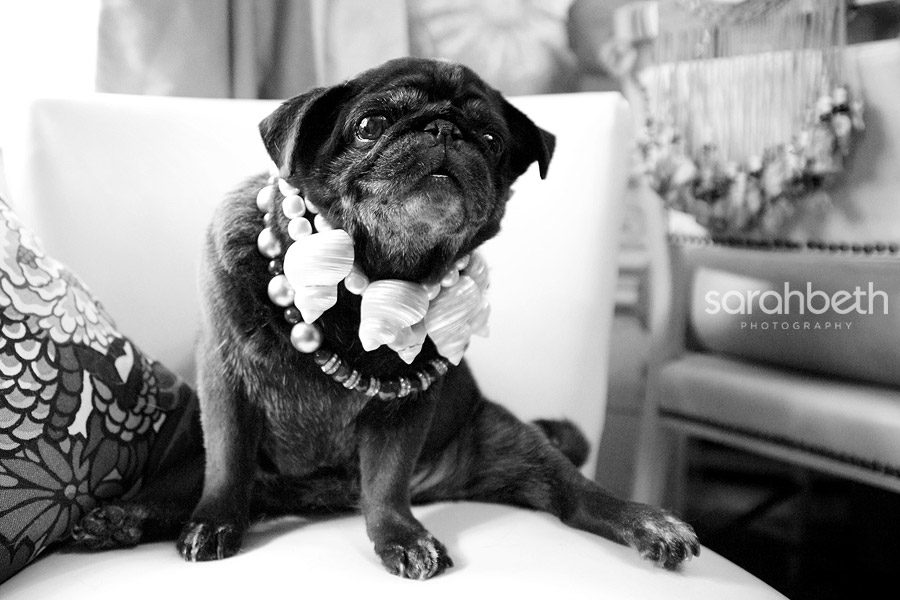 lake3 lake3 cats + pugs :: minneapolis pet photography