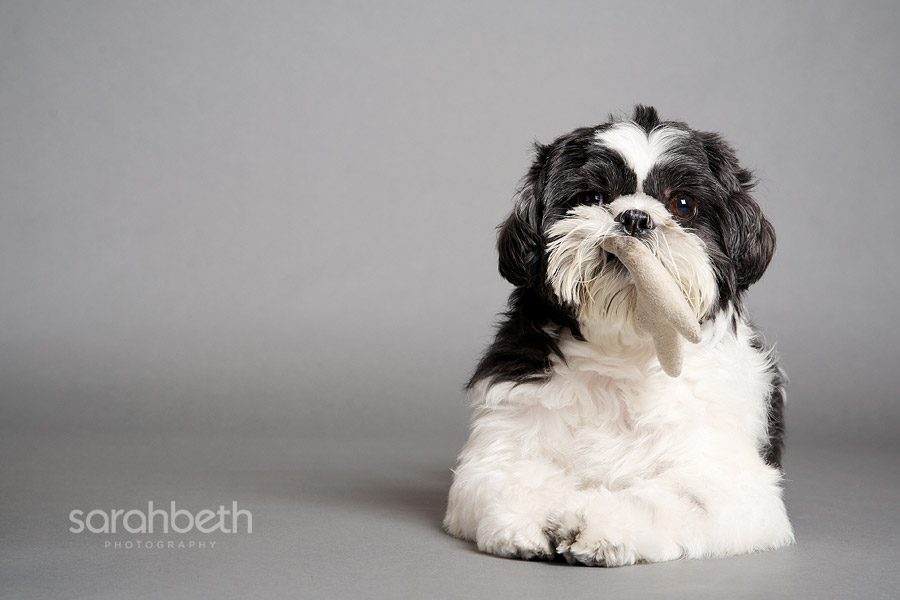 lingling3 lingling3 ling ling :: minneapolis pet photography
