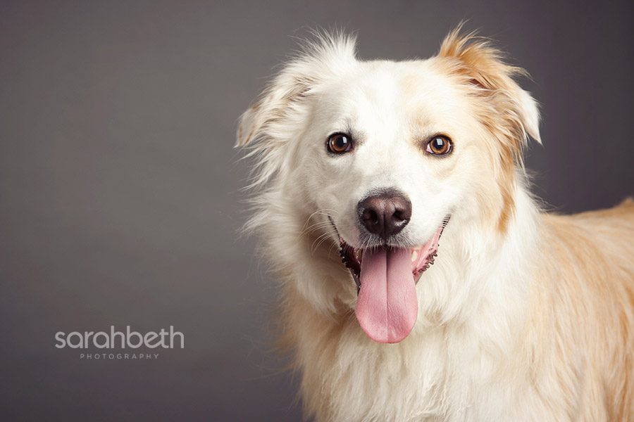 milou milou milou :: english shepherd