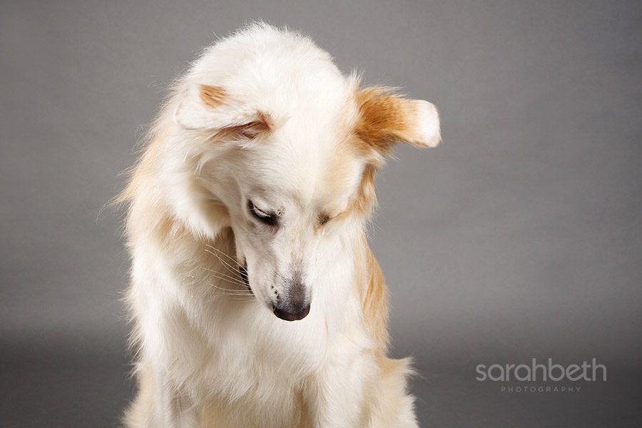 milou2 milou2 milou :: english shepherd
