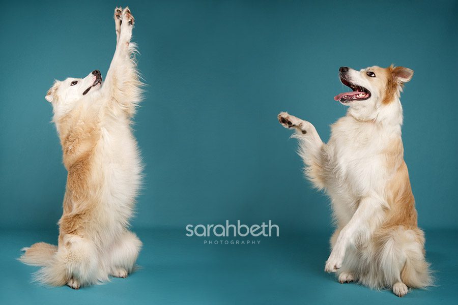 milou3 milou3 milou :: english shepherd
