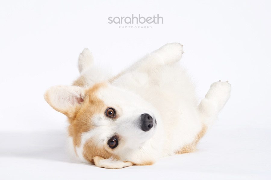 ppp dog photography at pampered pooch playground