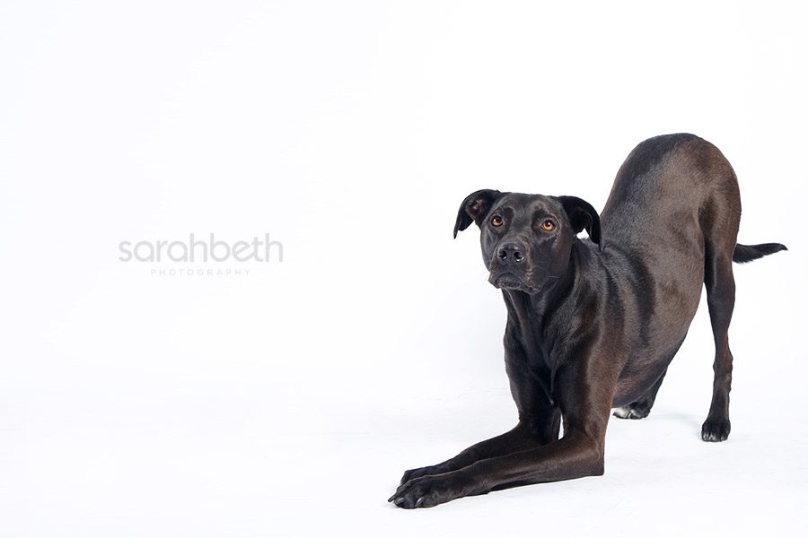 ppp3 dog photography at pampered pooch playground