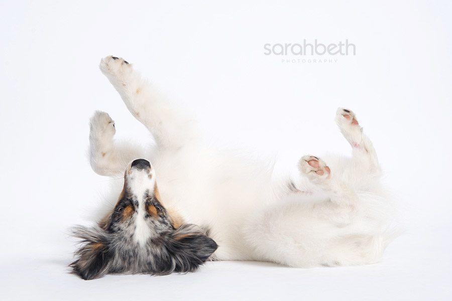 ppp4 dog photography at pampered pooch playground