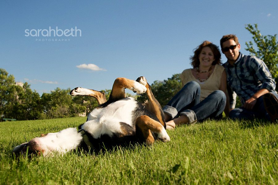 boom island minneapolis2 minneapolis pet photography = trickery, a clever ruse