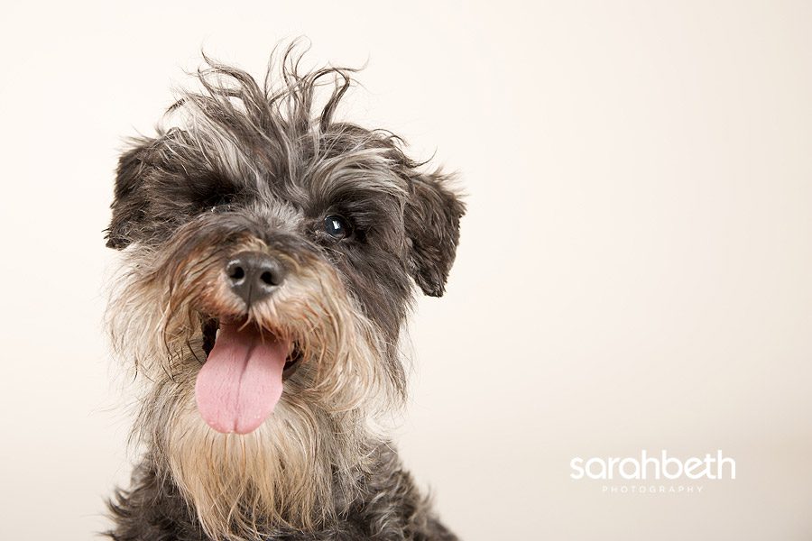 3 dogs 2 ari + clara + bellah :: minneapolis pet photography