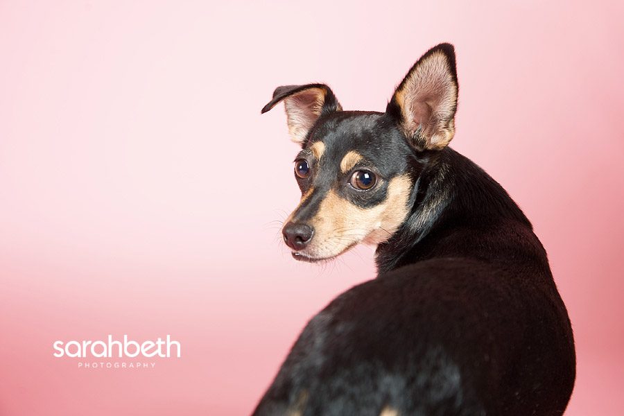 3 dogs 7 ari + clara + bellah :: minneapolis pet photography