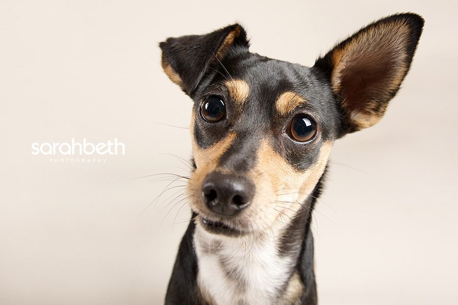 3 dogs ari + clara + bellah :: minneapolis pet photography