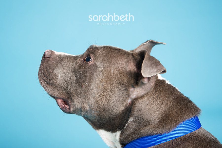 bruce2 twin cities pet rescue :: august rescue of the month
