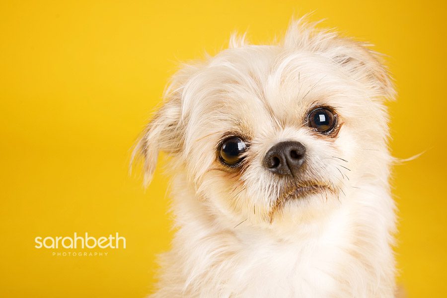 chunk chunk chunk :: little lion man :: minneapolis dog photographer