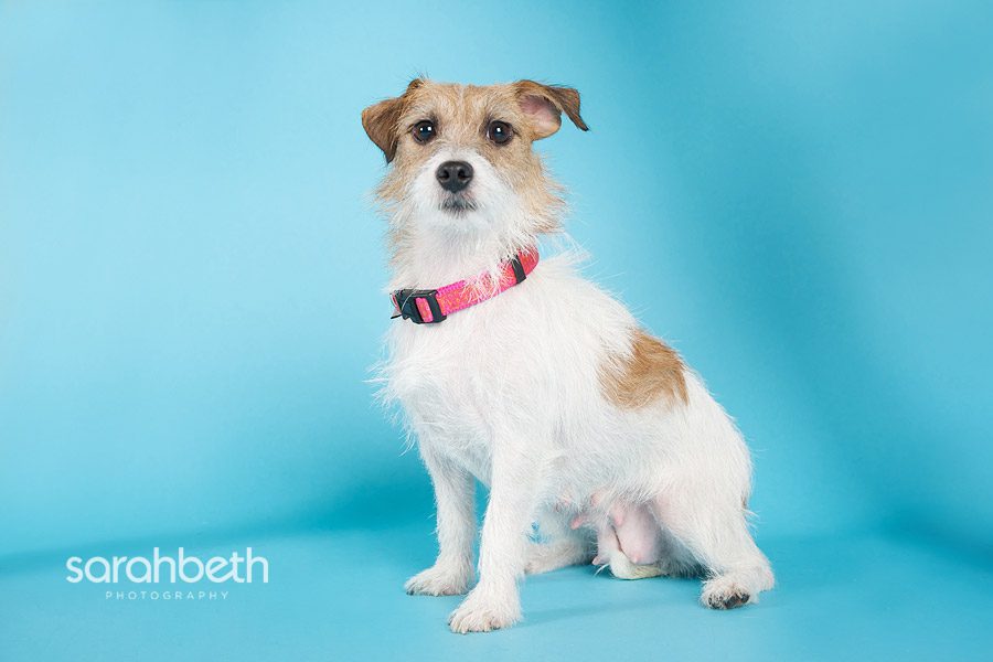 emma twin cities pet rescue :: august rescue of the month