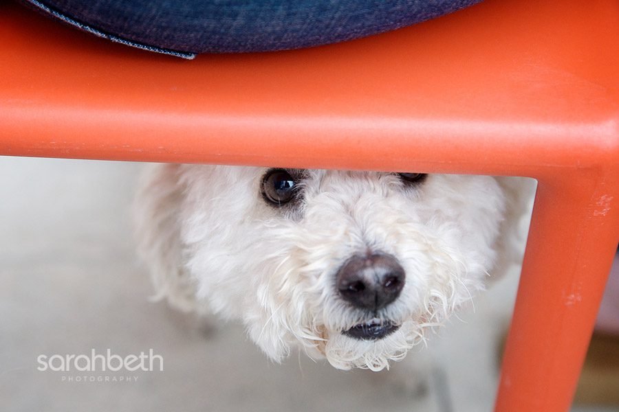 swyp 12 sushi with your poochie: part deux: continued