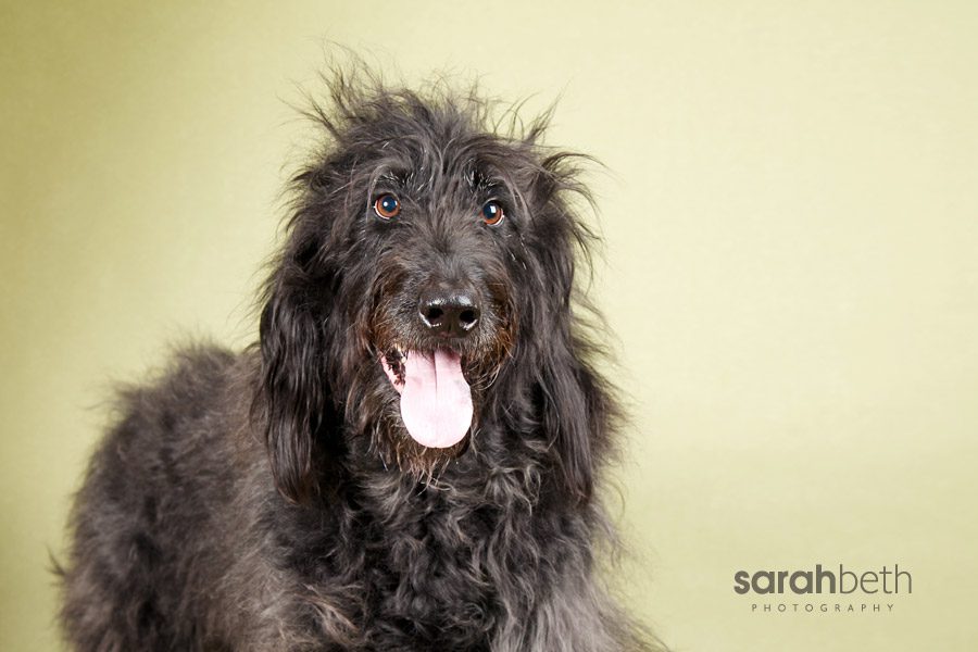 black lab irish wolfhound mix