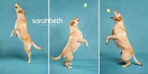 tennis ball dog