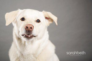 smiling dog photograph