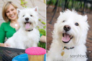 Henry the Westie at Cupcake in St. Paul, MN