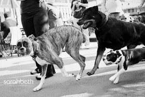 boxer being chased by a rottweiler and a boston terrier