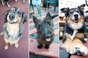 scottie and two aussie mixes