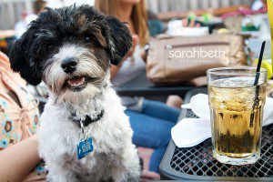 small dog with a drink