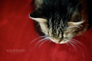 tabby cat red couch