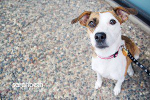 beagle for adoption