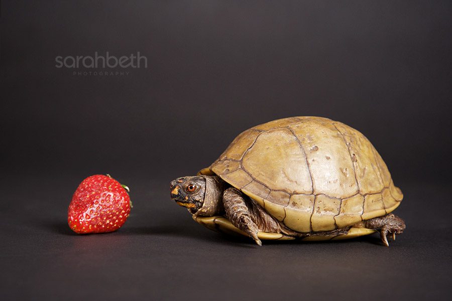 tanuki, red and turtle - Sarah Beth Photography - Minneapolis St. Paul ...