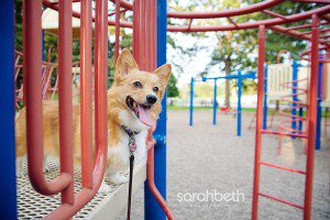 playground, dog