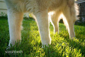sunlight, dog legs