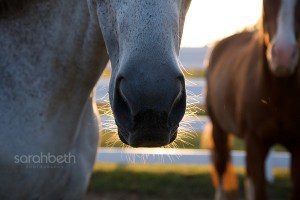 horse whiskers in the morning sunlight