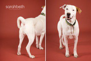 rescue dog from mexio mixed breed